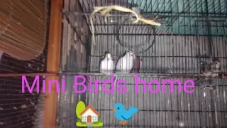 Ajj Mamu k Mini Birds house gea daily vlogs 😎