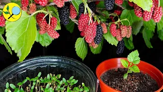 🟣 How to Sow MULBERRY from Seeds ➤ To cultivate them in Pots or in Soil