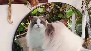 거울 속에 비친 내 모습은 이뻐 Ragdoll cats