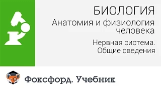 Анатомия и физиология человека: Нервная система. Общие сведения. Центр онлайн-обучения «Фоксфорд»