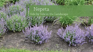 Nepeta Variety Comparison | Walters Gardens