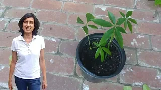 Propagating money tree from cuttings with actual results