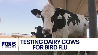 Dairy cattle being tested for bird flu amid outbreak | FOX6 News Milwaukee