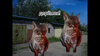 Слово кота: корм на асфальте