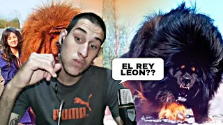 TOP 7 PERROS MÁS CAROS DEL MUNDO//Nacho YouTube