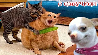 Funny Animal Videos 2023 - Funniest Dogs and Cats Videos #161