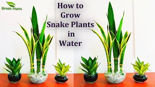 Snake plants Growing in Water-Snake plants Indoor Decoration from Leaf Cutting//GREEN PLANTS