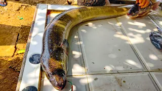Wow!! Huge Live Eel Fish Cutting & Cleaning Skills | Amazing Traditional Eel Fish Cutting In Sri Lan