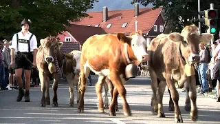 Viehscheid im Allgäu | BR24