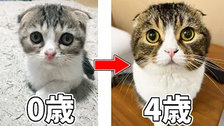 ぽこ太郎4歳記念！0歳の子猫から4歳のパパ猫になるまで！