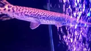 African Tigerfish and Alligator Gar!