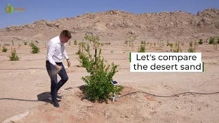 Growing trees and food in the desert while preserving water