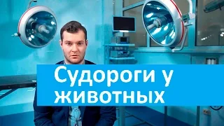 Судороги у животных. Ветеринарная клиника Свой Доктор о судорогах у животных