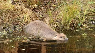 How RZSS is working to bring the beaver back to Scotland