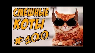 Смешные Кошки ДО СЛЁЗ Коты Приколы с Котами и Кошками 2018 Funny Cats