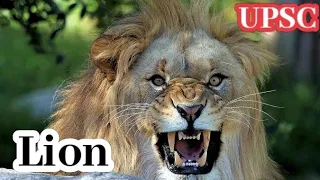 Lion @upsctutorial #speciesinnews #factforprelims #indinanbiodiversity #upsc23 #trending