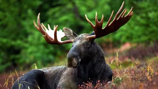 FASCINATING FACTS ABOUT DEER {HD}