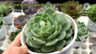 sen đá trung, tô, đại giá rẻ, đa dạng mẫu,tại vườn hoa lan sen đá út vân.