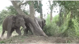 Elephants off their chain for the first time Full HD - ElephantNews