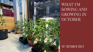 What I'm growing and sowing in October | year round self-sufficiency