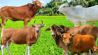 sapi' lembu lucu jinak berkeliaran di ladang yang indah lagi cari makan bersama teman teman nya,15