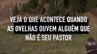 Veja o que acontece quando as ovelhas ouvem alguém que não é seu pastor