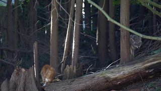 Coyote vs Cat