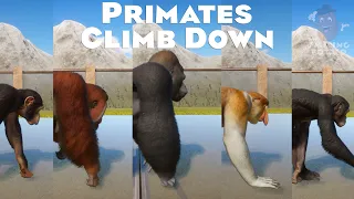 Western Lowland Gorilla, Chimpanzee & Other Primates Climb Down in Planet Zoo | Planet Zoo Gameplay