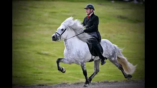 THE ICELANDIC HORSE