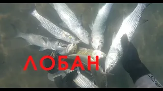 Подводная Охота в Абхазии!! Лобан и Сингиль!!