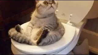 CATS will make you LAUGH YOUR HEAD OFF - Funny CAT compilation 2018