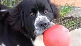 My Giant Dog!  A Landseer Newfoundland!