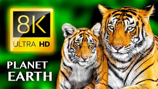 The Best of PLANET EARTH 8K ULTRA HD - Most Beautiful Animals 8K & Relaxing Music 8K TV