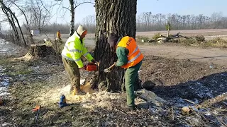 Niebezpieczna wycinka topoli z pasa drogowego! Przewracamy za pomocą lewarka hydraulicznego!