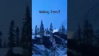 Scary Walking Trees real video Canada #shorts