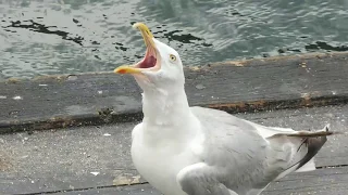 The cry of the seagull