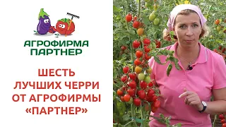 ШЕСТЬ ЛУЧШИХ ЧЕРРИ ОТ АГРОФИРМЫ ПАРТНЕР