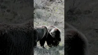 Grizzly Bear 399 & cub-Photography-Jackson/Grand Tetons/Yellowstone/#shorts #wildlife  #best #bear