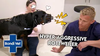 Vet Shows Compassion to Hyper Aggressive Rottweiler | Bondi Vet | Vet On The Hill