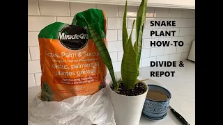 Snake Plant: Quick How-to divide and repot (Sansevieria)