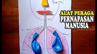 CARA MEMBUAT ALAT PERAGA PERNAPASAN MANUSIA SEDERHANA / HOW TO MAKE SIMPLE HUMAN RESPIRATORY TOOLS