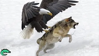 LES ATTAQUES D'AIGLES LES PLUS SPECTACULAIRES AU MONDE ! 🦅