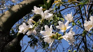 紅白美人樹 （台中  健康公園 ）