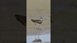 northern lapwing #youtubeshorts #viral #shorts