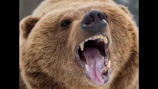 FULL INTERVIEW: This Grizzly Tried To Kill Sean Limoges
