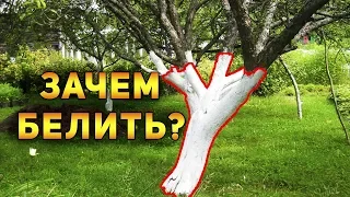 Как я решил побелить деревья весной в саду на даче не делай так что из этого вышло