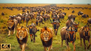 4K African Wildlife: The World's Greatest Migration from Tanzania to Kenya With Real Sounds #37