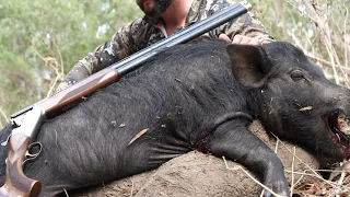 12G Shotgun vs Hogs