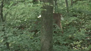 Deer Hunting Self Filmed Opening Day Upstate NY Bow Buck Down