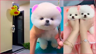 Tik Tok Chó Phốc Sóc Mini 😍 Funny and Cute Pomeranian #93